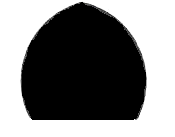 CURVA TUMIDA